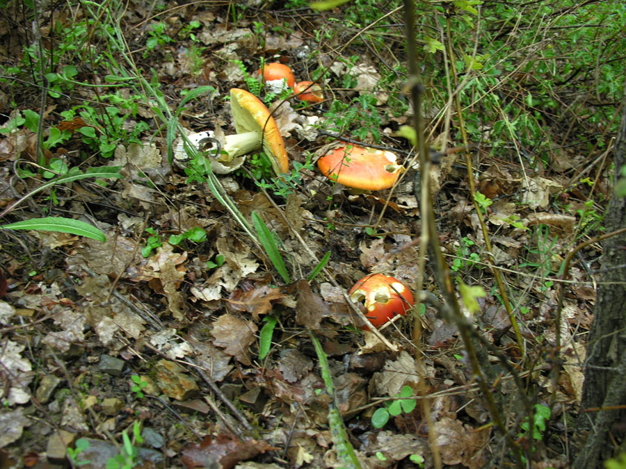 Le mie prime caesarea